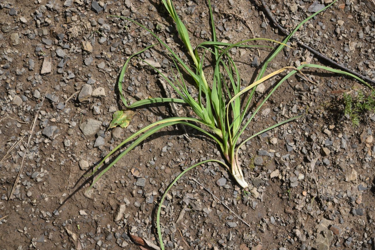 Image of Tragopogon filifolius specimen.