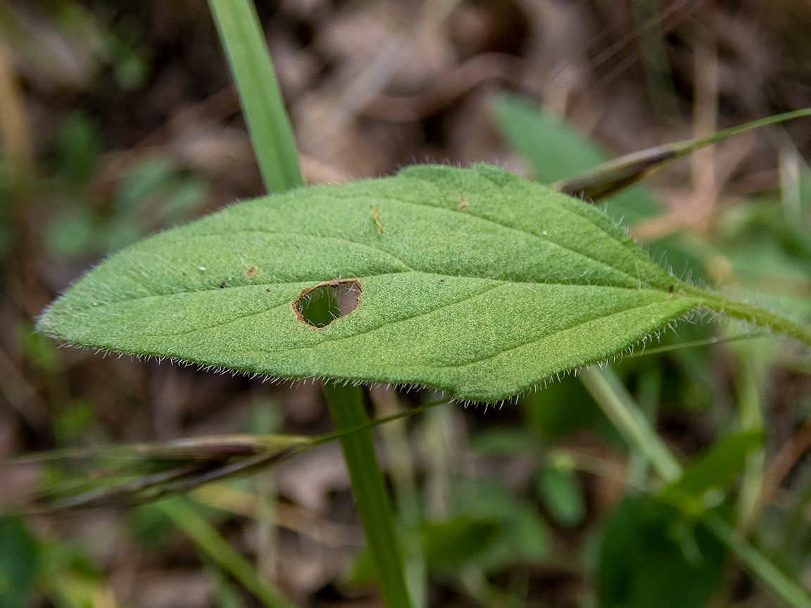 Image of Prunella laciniata specimen.