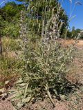 Echium biebersteinii