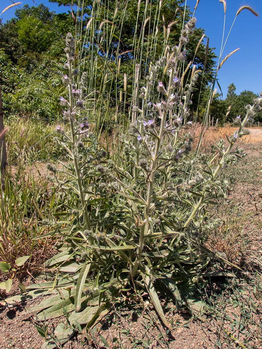 Изображение особи Echium biebersteinii.