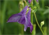 Aquilegia vulgaris. Цветок с каплями росы. Московская обл., Раменский р-н, окр. дер. Хрипань, садовый участок. 04.06.2024.