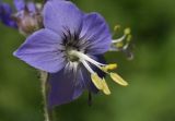 Polemonium laxiflorum. Цветок. Приморский край, Шкотовский р-н, окр. с. Новонежино, закустареная пойма ручья. 18.06.2023.