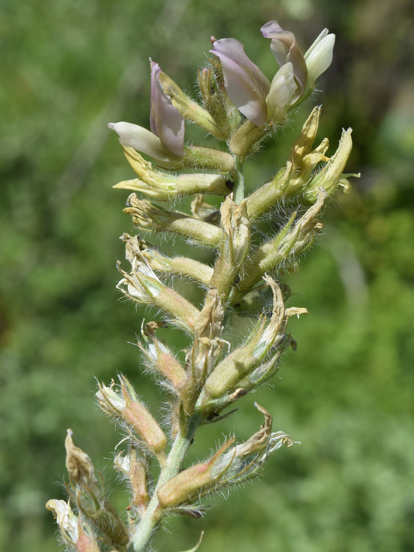Изображение особи Oxytropis pilosissima.