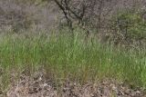 View full-size image Carex praecox