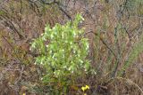 Смотреть изображение Onosma setosa