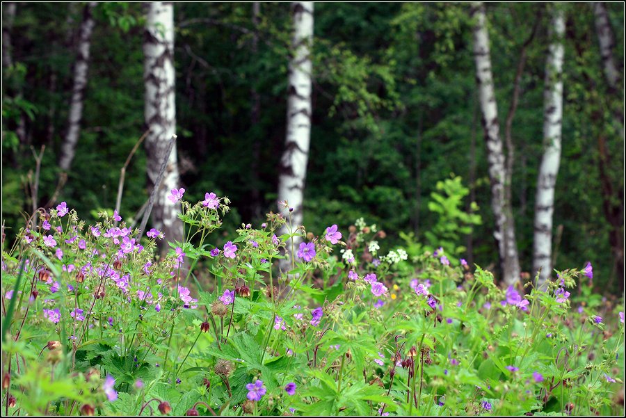 Изображение особи Geranium sylvaticum.