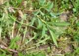 View full-size image Salix elbrusensis