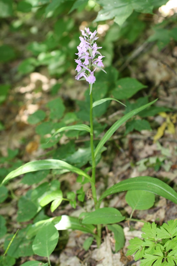 Image of Dactylorhiza urvilleana specimen.