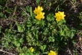 View full-size image Trollius ranunculinus