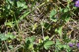 View full-size image genus Nepeta