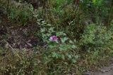 View full-size image genus Alcea