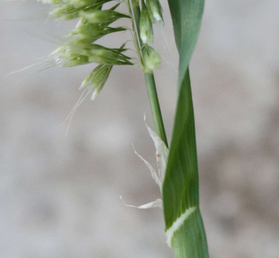 Image of Lamarckia aurea specimen.