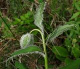 Lilium pilosiusculum. Верхушка побега с соцветием (густоопушённая форма). Хакасия, Западный Саян, окр. пос. Майна, долина р. Уй, подтаёжный сосняк зеленомошно-разнотравно-орляковый. 08.06.2011.