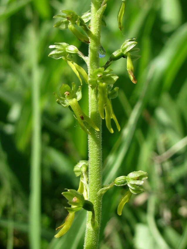 Изображение особи Listera ovata.