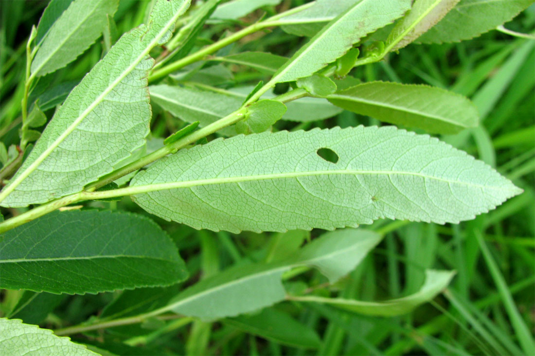 Image of Salix triandra specimen.