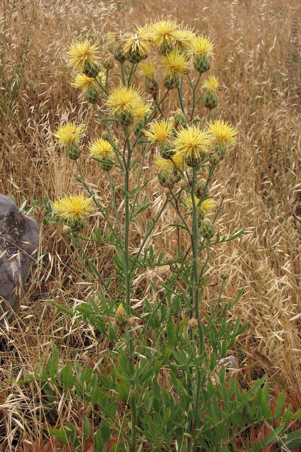 Image of Centaurea salonitana specimen.