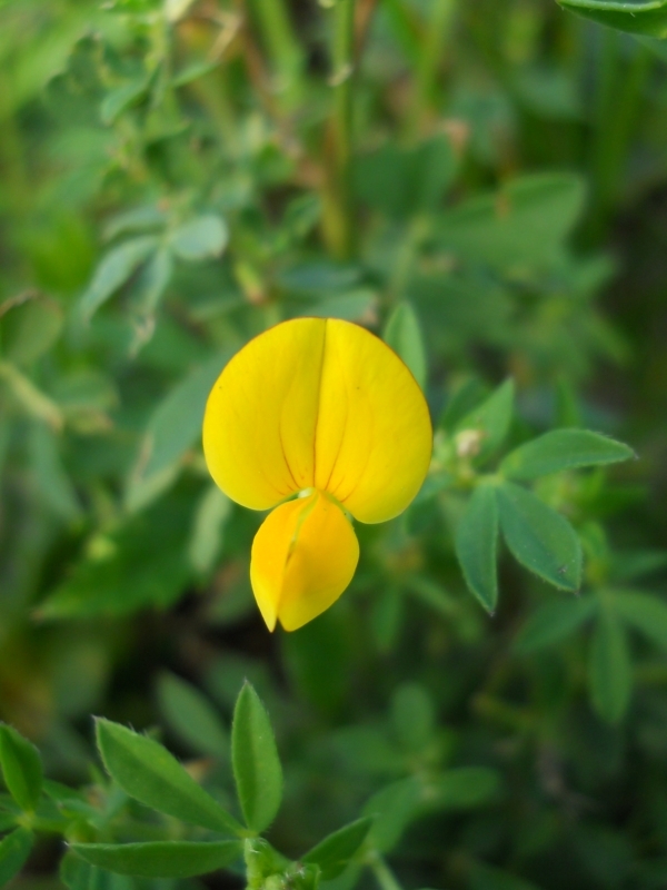 Image of Lotus corniculatus specimen.