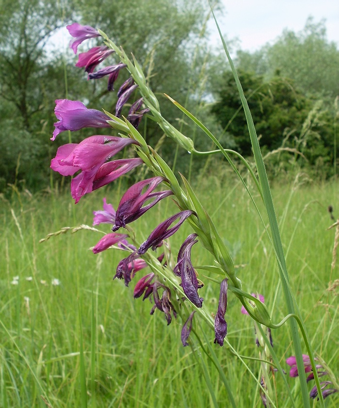 Image of Gladiolus imbricatus specimen.