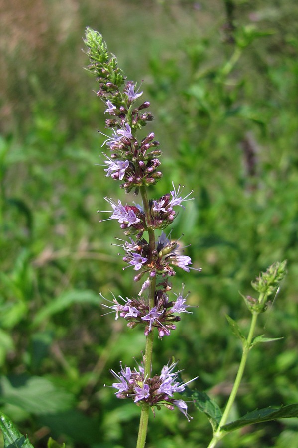 Image of Mentha spicata specimen.