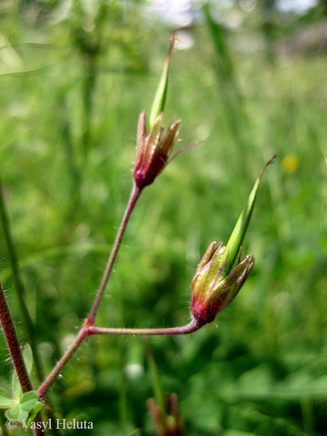 Image of Geranium phaeum specimen.