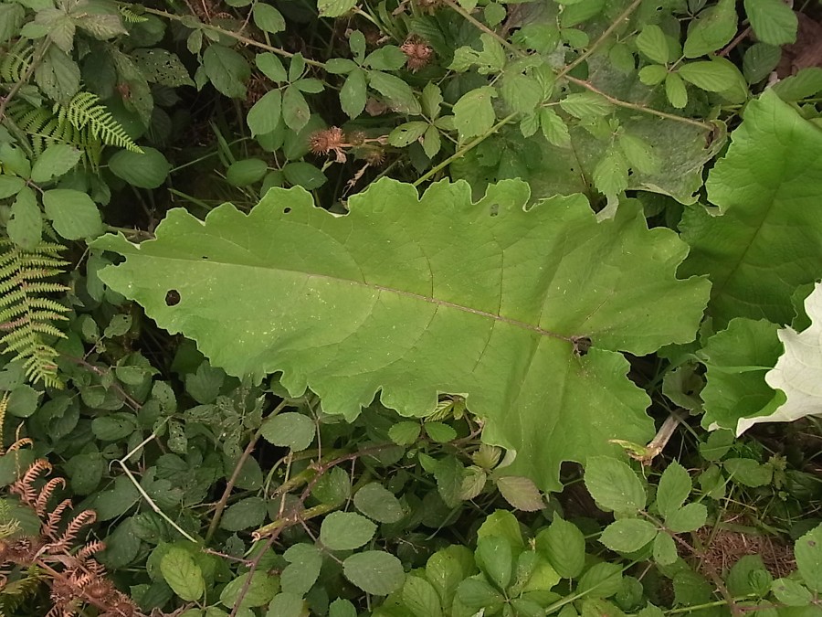 Image of Arctium tomentosum specimen.