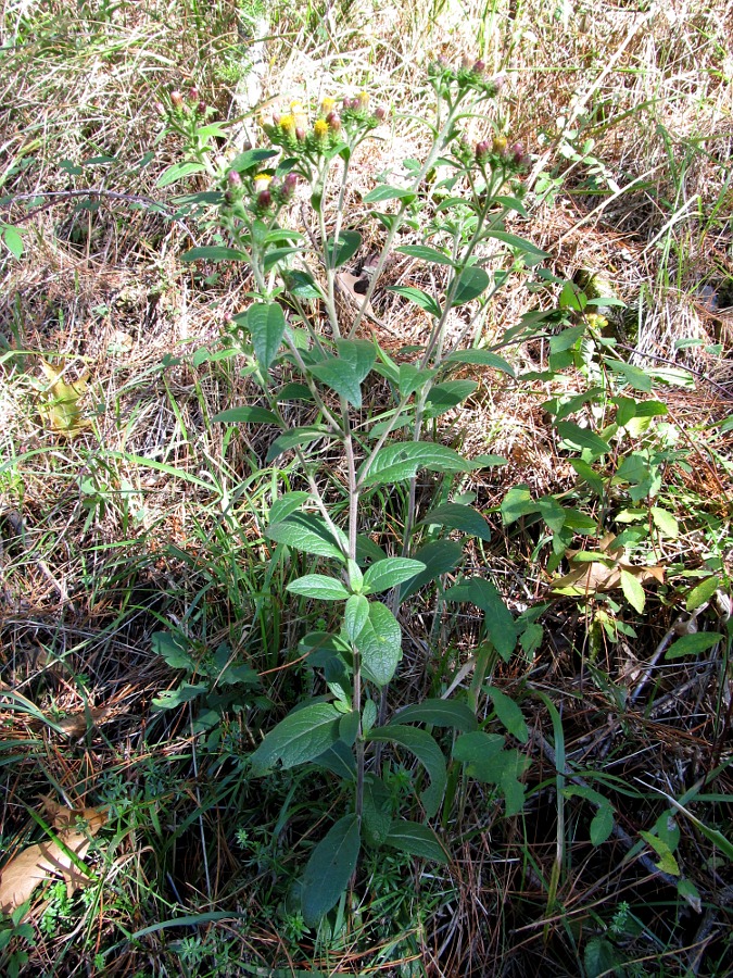 Image of Inula conyza specimen.