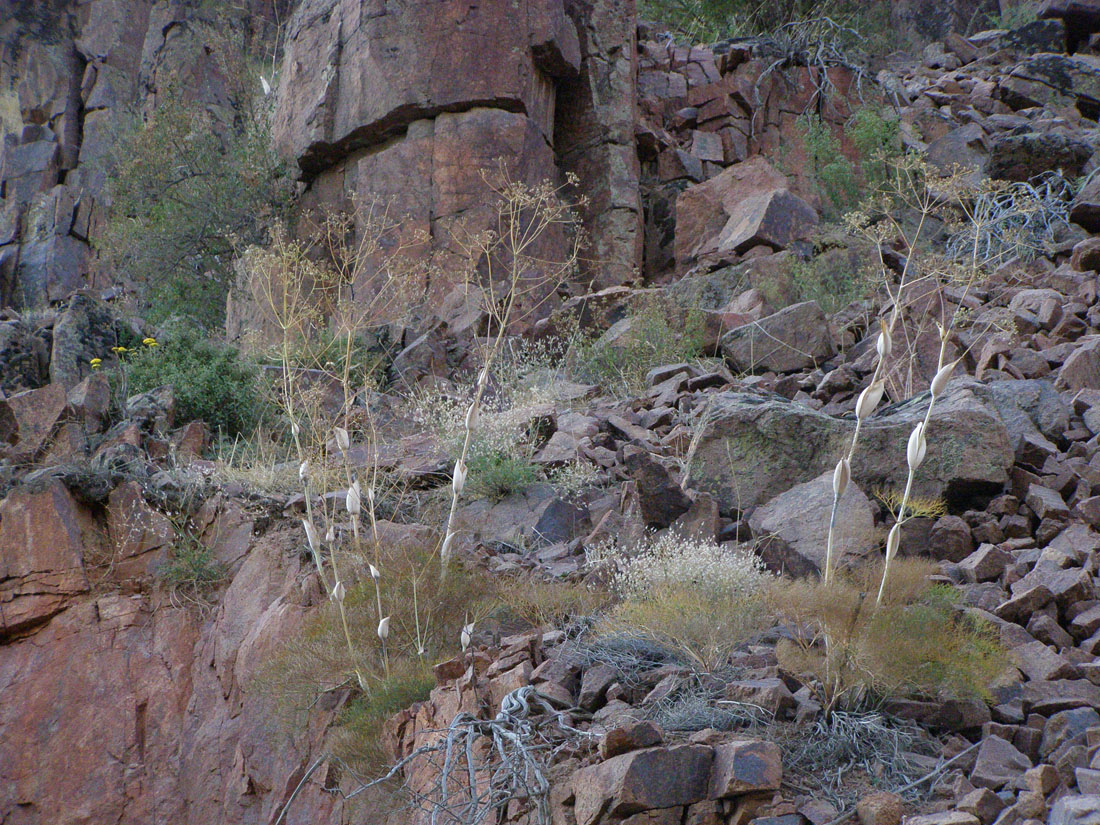 Image of Ferula ugamica specimen.