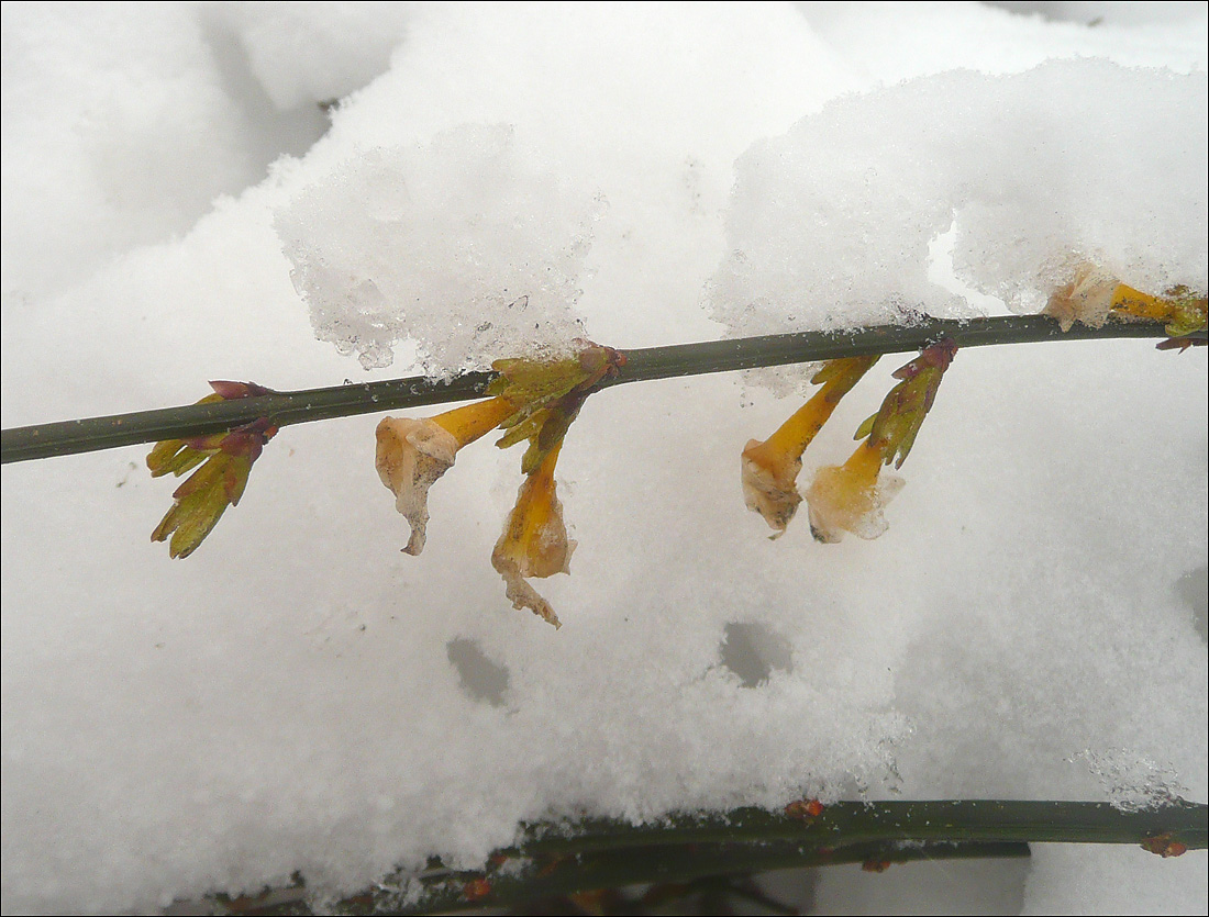 Image of Jasminum nudiflorum specimen.