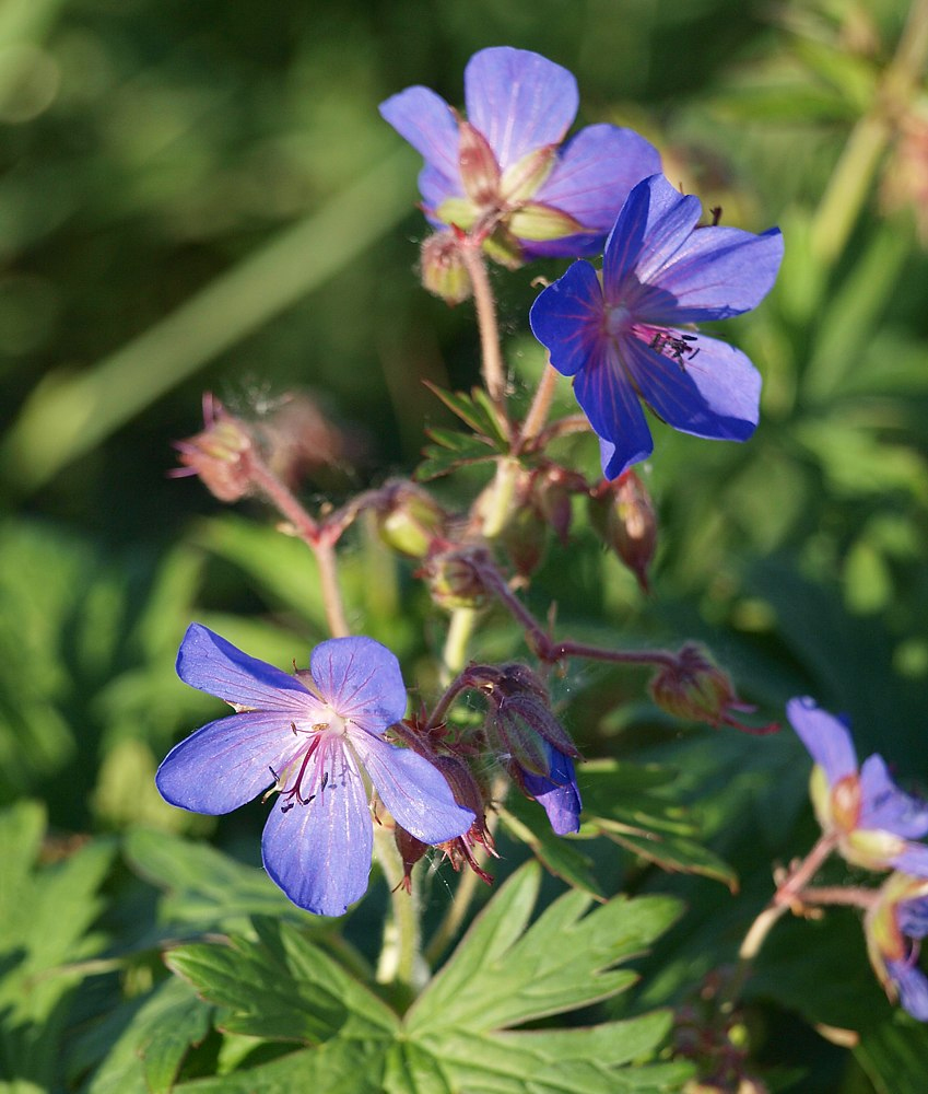 Image of Geranium pratense specimen.