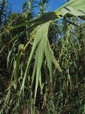 Arundo donax. Листья. Испания, Каталония, провинция Girona, Costa Brava, окрестности населённого пункта Sant Feliu de Guíxols, у обочины грунтовой дороги. 26 октября 2008 г.