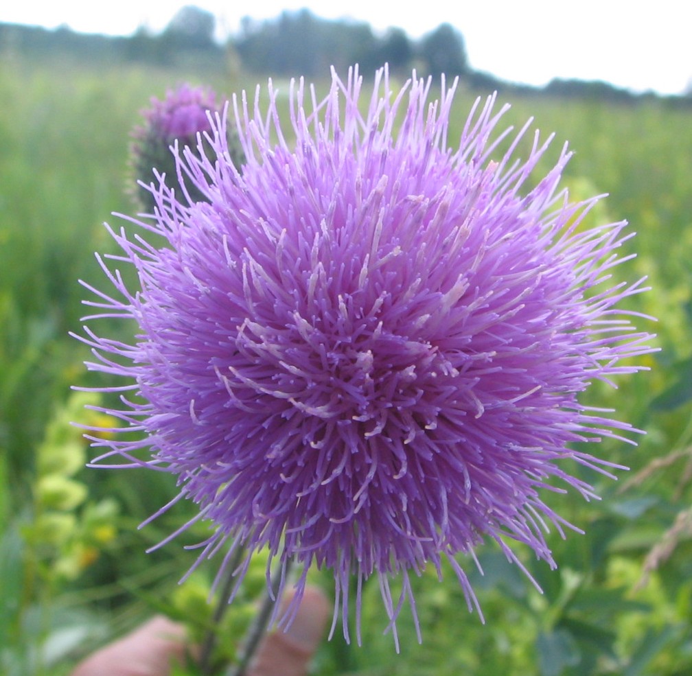 Image of Cirsium serratuloides specimen.