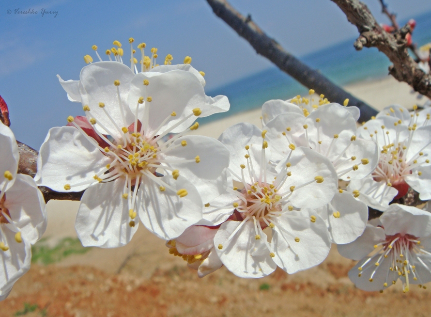 Изображение особи Armeniaca vulgaris.