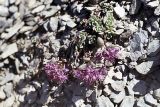Hylotelephium cyaneum. Цветущее растение. Якутия, севернее впадения Ольчана в Томпо, на склонах вершины 1223. Высота примерно 1000 м н.у.м. 20.07.1984.
