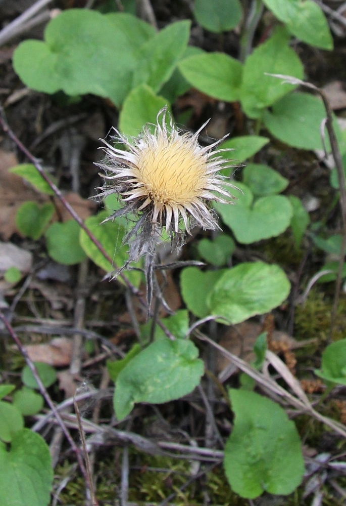 Image of Carlina biebersteinii specimen.