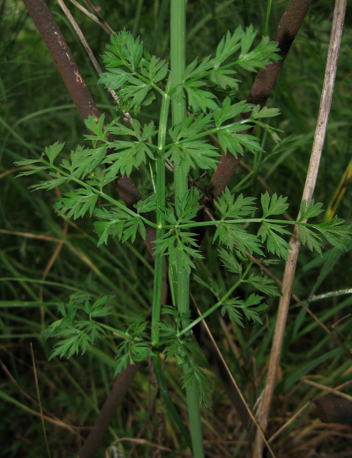 Image of Oenanthe pimpinelloides specimen.