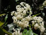 Photinia serratifolia