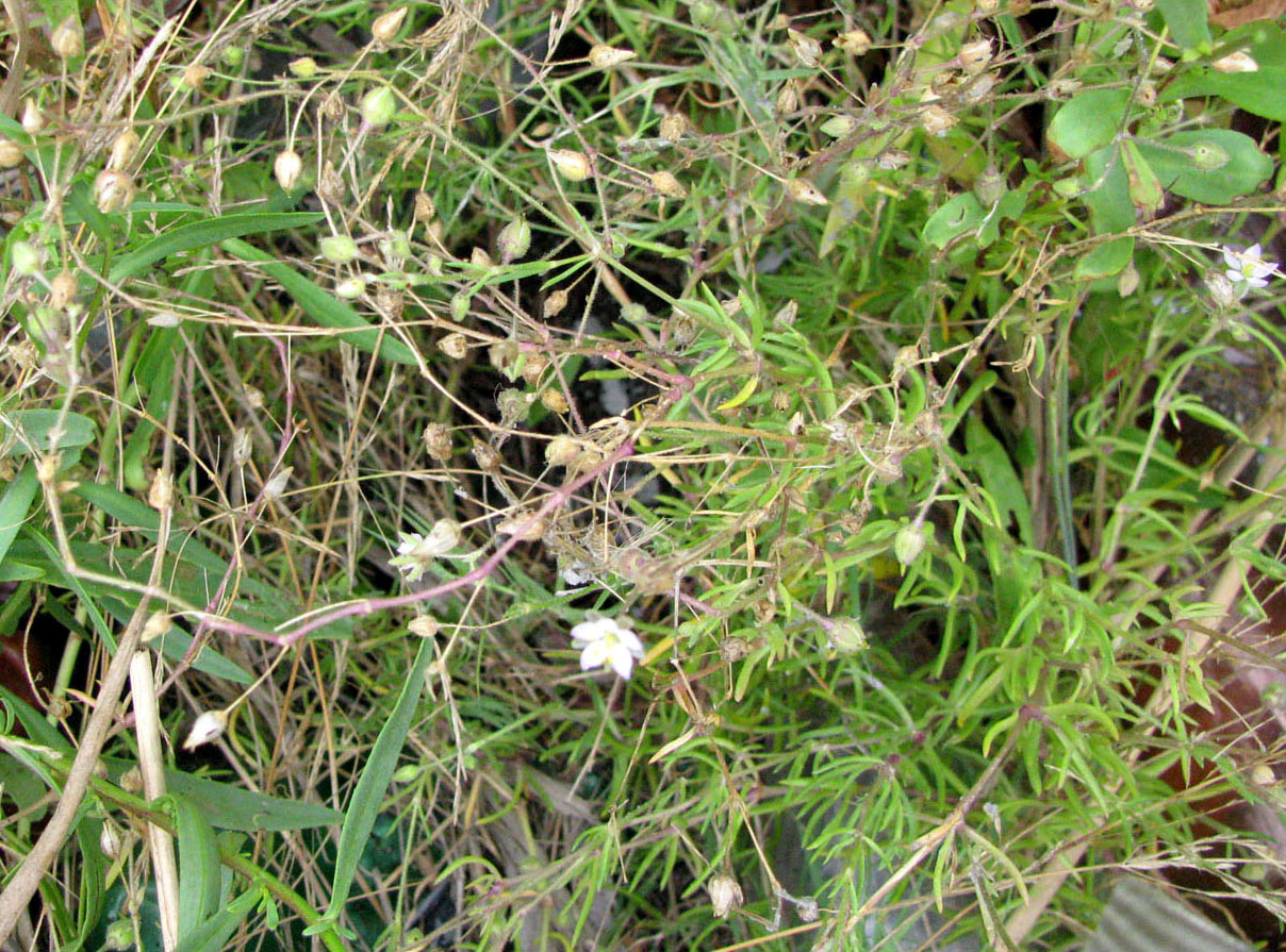 Image of Spergularia media specimen.