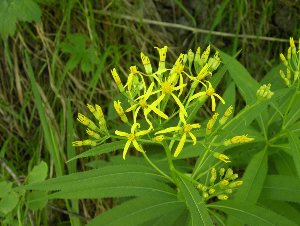 Image of Senecio ovatus specimen.