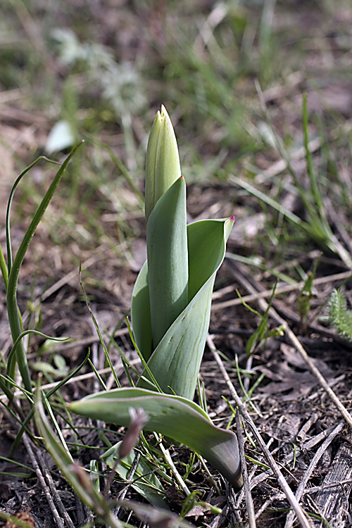 Изображение особи Tulipa berkariensis.