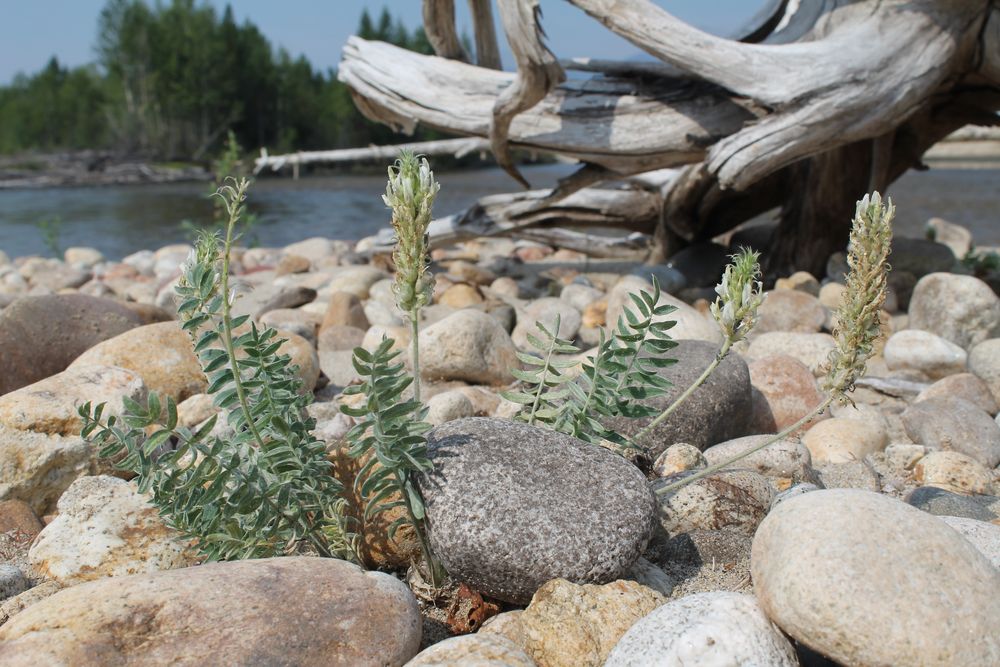 Image of Oxytropis bargusinensis specimen.