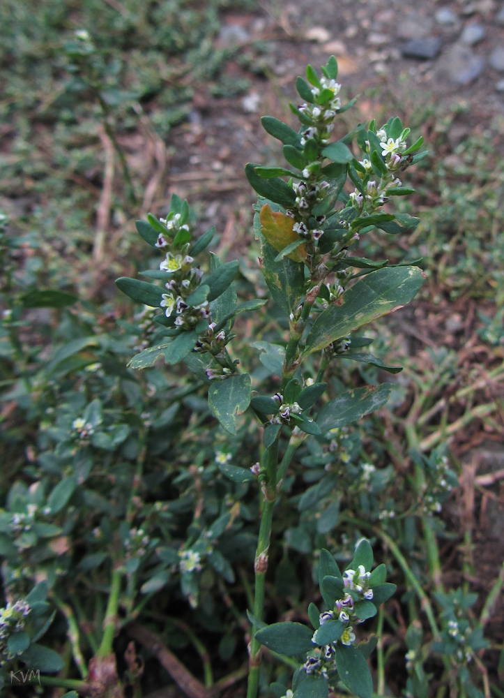 Изображение особи род Polygonum.