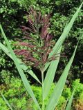 Phragmites australis