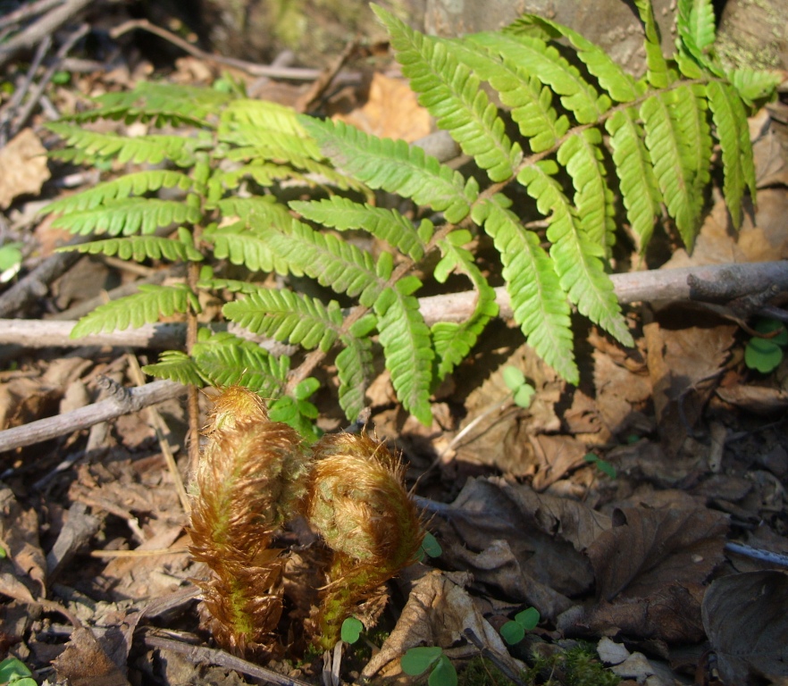 Изображение особи Dryopteris crassirhizoma.