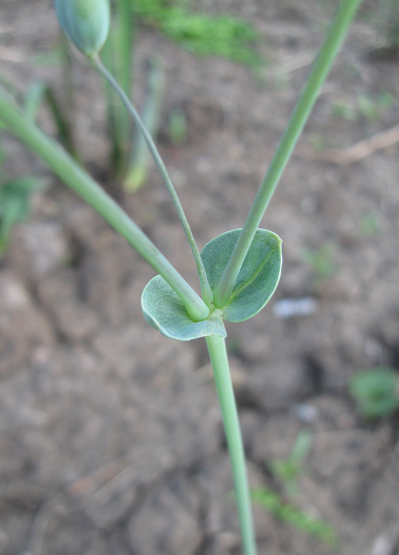 Image of Cerastium perfoliatum specimen.