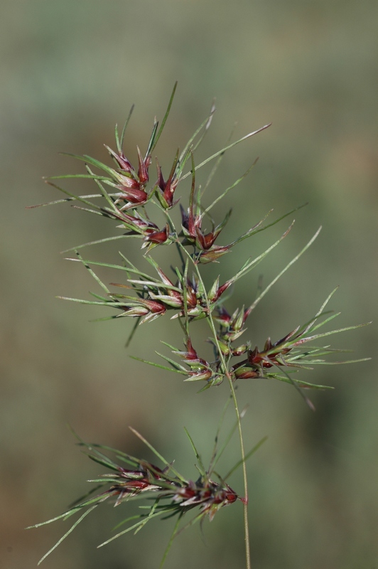 Image of Poa bulbosa ssp. vivipara specimen.