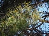 Pinus pinea. Концы ветвей с микростробилами. Южный берег Крыма, Никитский ботанический сад. 24.05.2013.