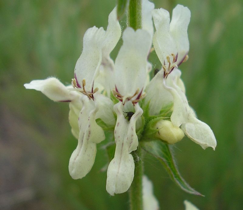 Image of Stachys atherocalyx specimen.