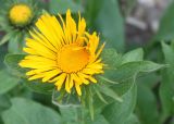 род Inula. Раскрывающееся соцветие. Германия, г. Krefeld, Ботанический сад. 08.06.2013.