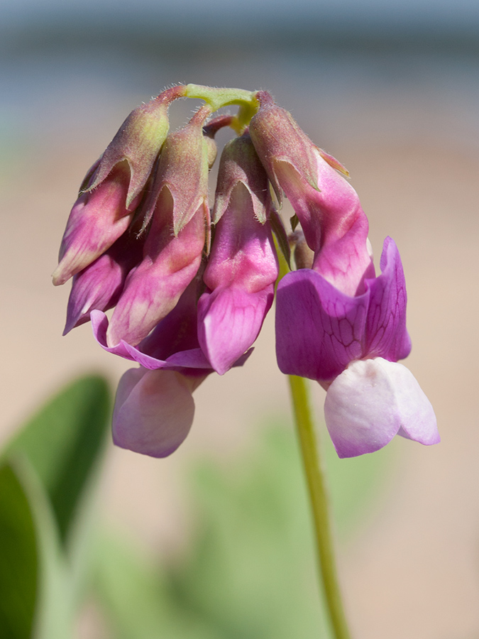 Image of Lathyrus japonicus ssp. maritimus specimen.