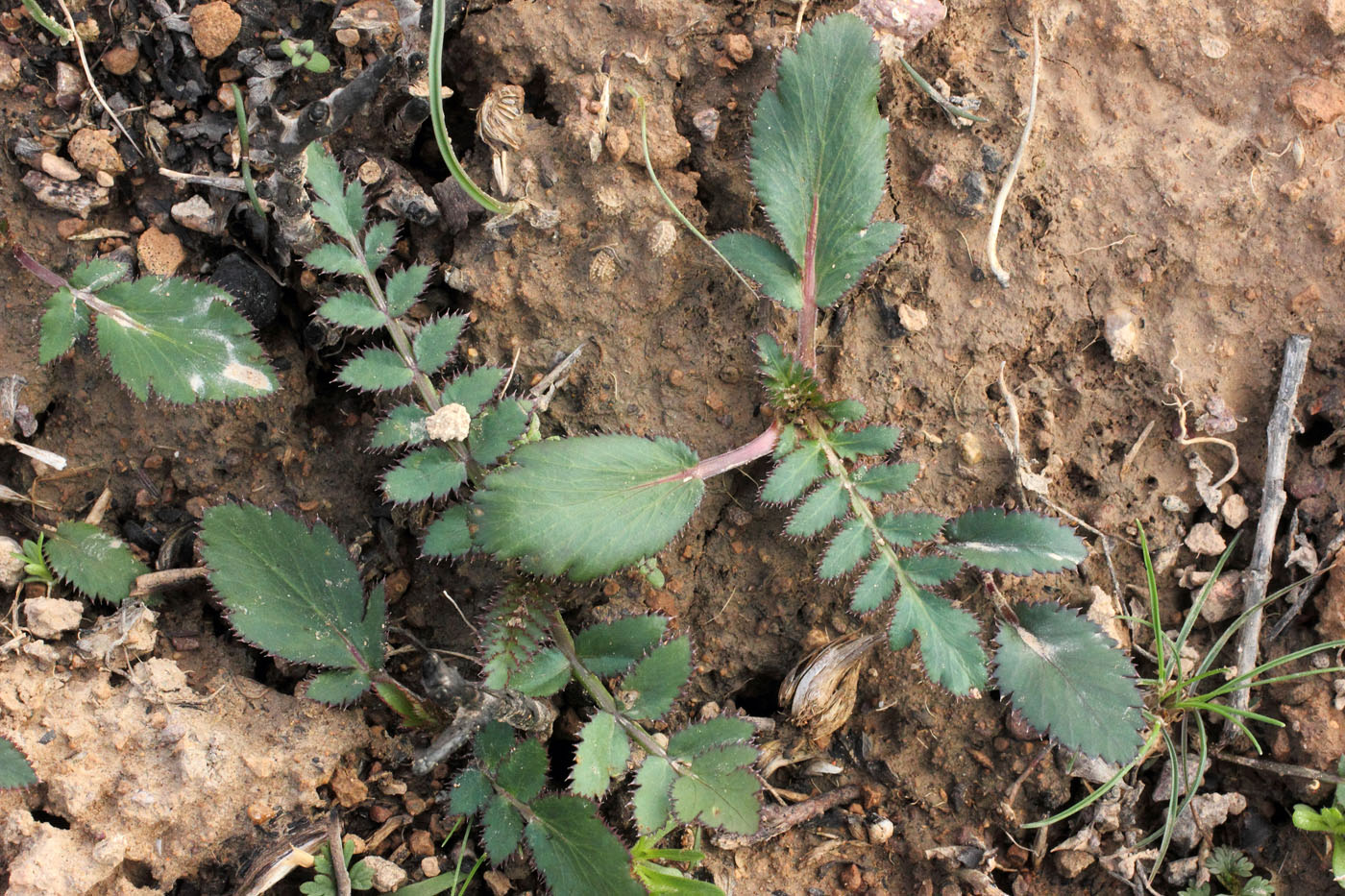 Image of Oedibasis apiculata specimen.